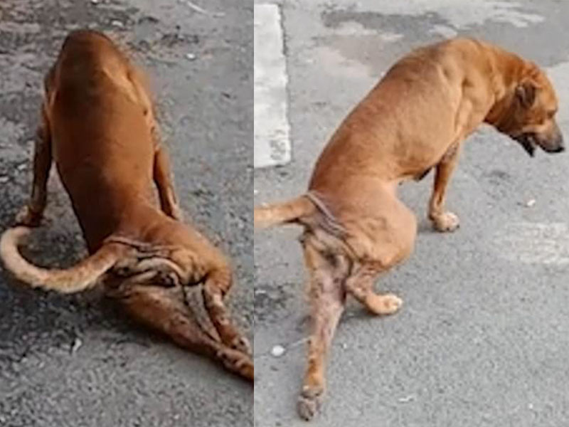 演很大！泰國浪犬為博同情討飯飯吃　竟假裝瘸腿騙吃騙喝！