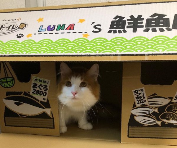 貓盆紙箱竟變身咖啡廳引起奴才搶購　貓咪老闆：人客快來！