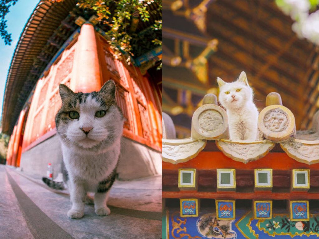 前院長單霽翔對這些喵喵讚譽有加：「有了牠們，故宮再也沒有鼠患了。」(圖/微博@劉順兒妞) 