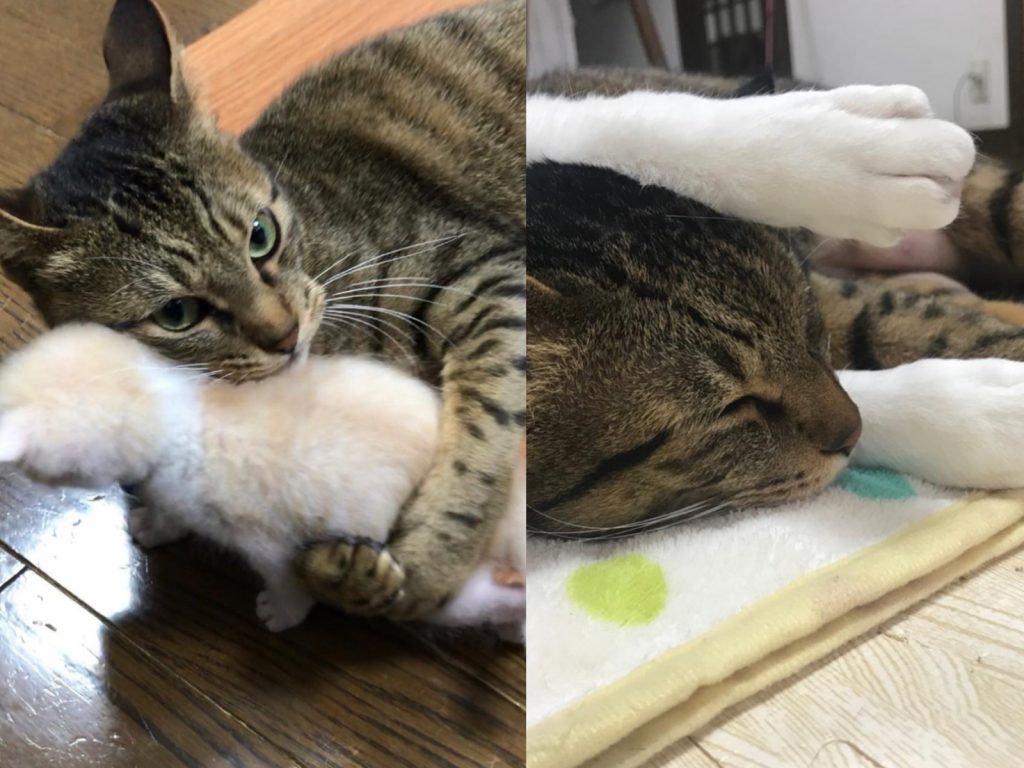 公貓BAN非常愛小貓Haku，即使小貓長大將牠當作腳墊也無所謂！（圖／IG@midorinotanbo）