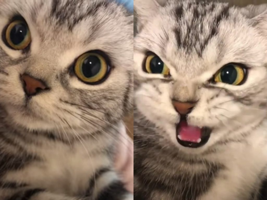 倫家真的很生氣！很生氣啦！ (圖/抖音@1694680085) 