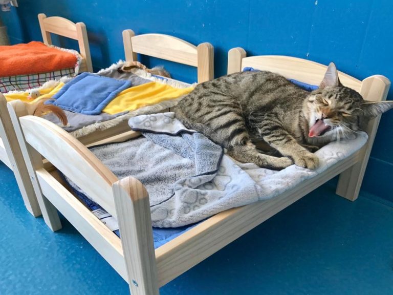 知名連鎖傢俱商捐贈玩具娃娃床給收容所的貓咪使用（圖／IG@etobicokehumanesociety）