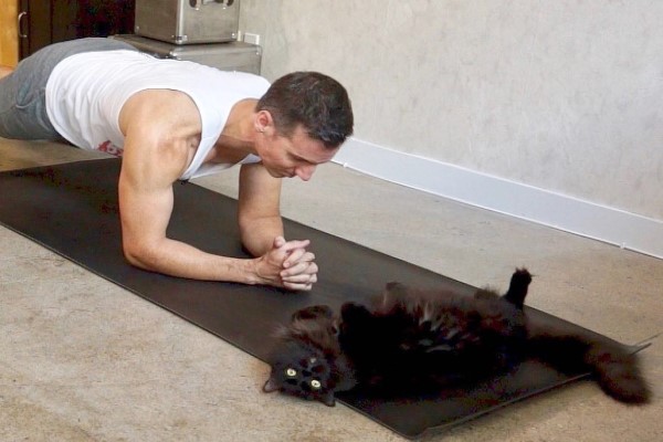 做瑜珈嗎？讓貓咪陪你一起練習　保證難度與娛樂性升級！