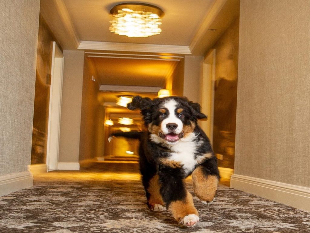 Kitty：客人來啦～歡迎你！（圖／IG@kittythebernese）