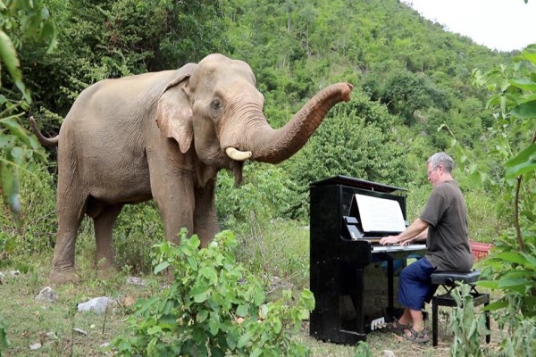 鋼琴家為受傷大象演奏23年音樂　溫柔訴說對牠們的愛！