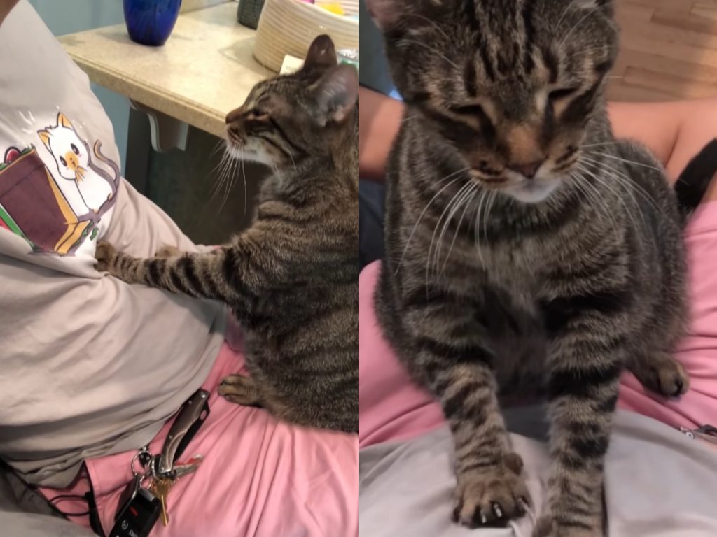 客人啊～以後要常常來找偶喔～ (圖/Youtube@ViralHog) 