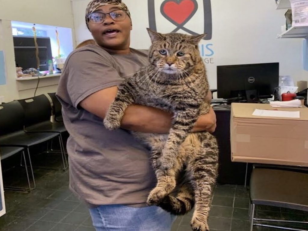 一隻11公斤的超大虎斑貓意外引起民眾熱切關注！（圖／FB@Morris Animal Refuge）