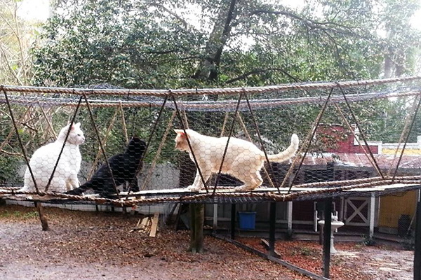 夫妻將農場變身貓咪養老院　霸氣帶走無家老貓讓牠們安養天年