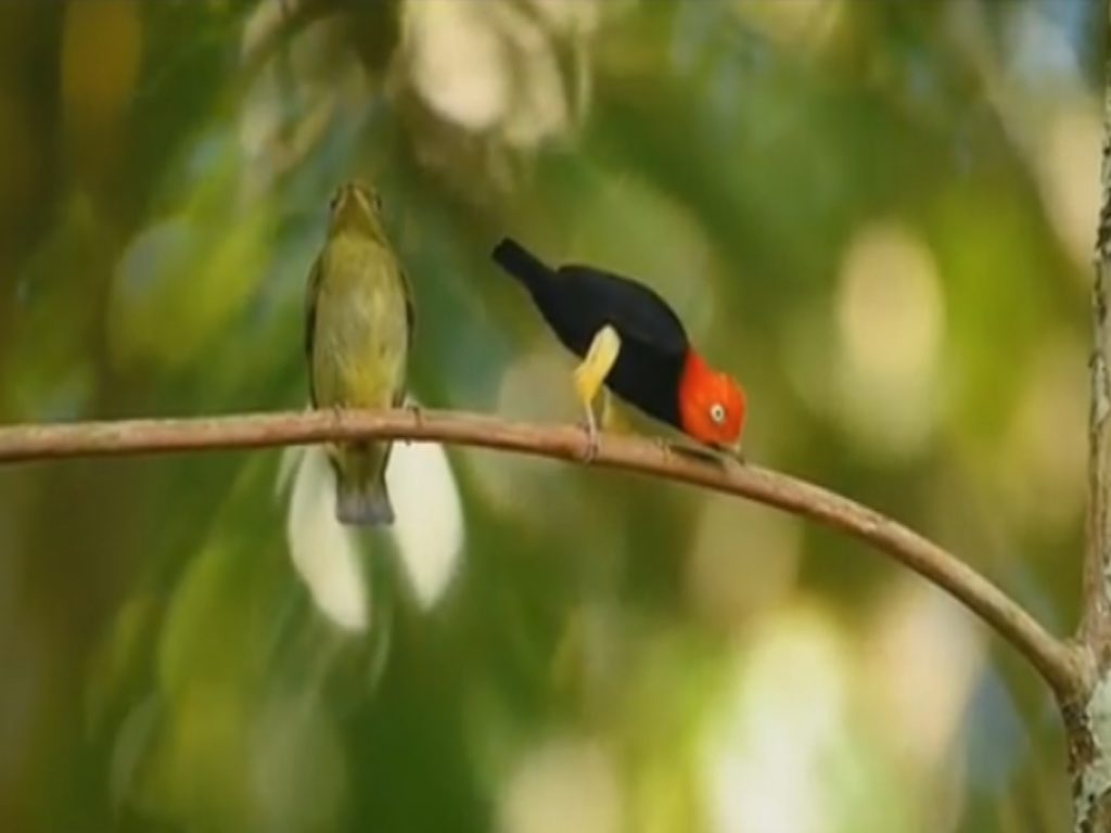 紅頂侏儒鳥會以華麗的前後滑步吸引雌鳥的注意！（圖／翻攝自IG@lydebug）