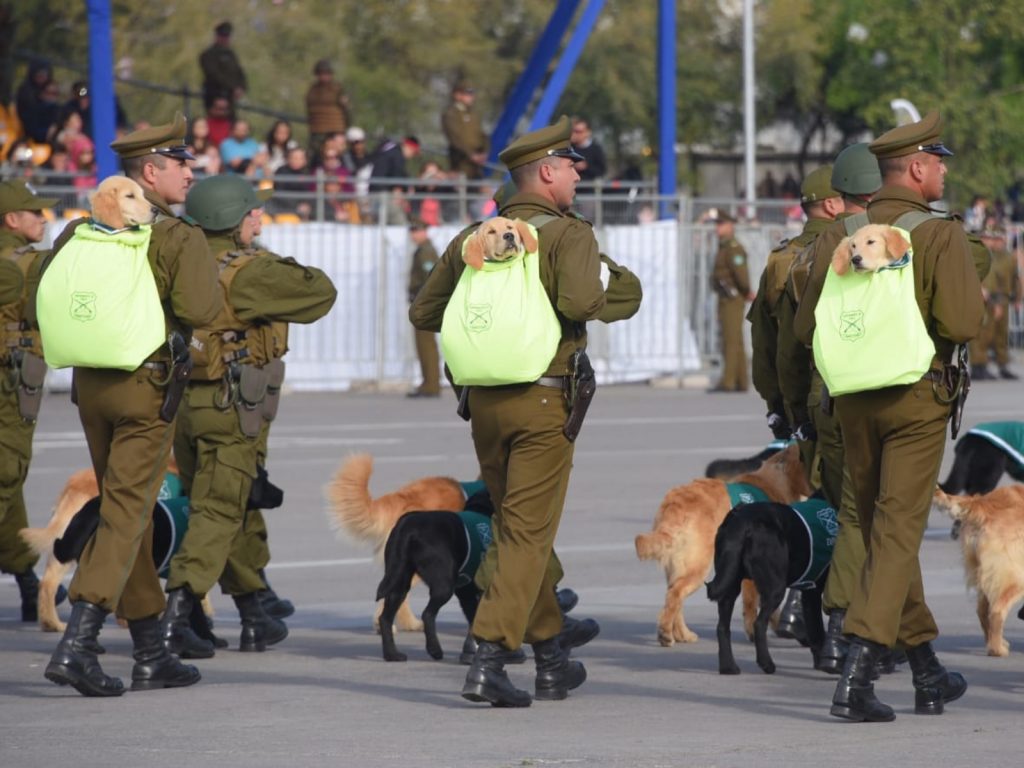 小警犬坐在小包包內，跟著隊伍前進！ (圖/Twitter@Carabdechile) 