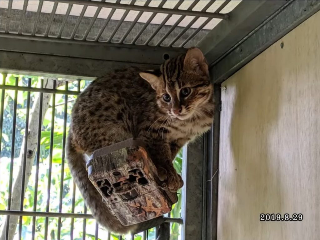 小石虎體重923克，張家人一開始以為是一般家貓，但是越養越「不對勁」，趕緊送往野生動物急救站。(圖/Facebook@石虎保育大使 阿虎加油) 