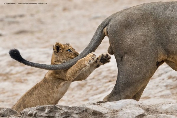 喜劇野生動物攝影獎出爐　療癒動物照讓你揮別厭世心情！