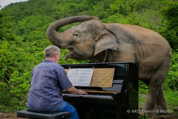 鋼琴家為受傷大象演奏23年音樂　溫柔訴說對牠們的愛！