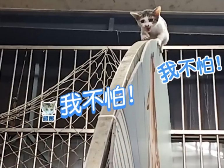 不知為何小貓獨自困在高處，讓貓媽媽非常驚慌！(圖/Faceook@癒女Yasu) 