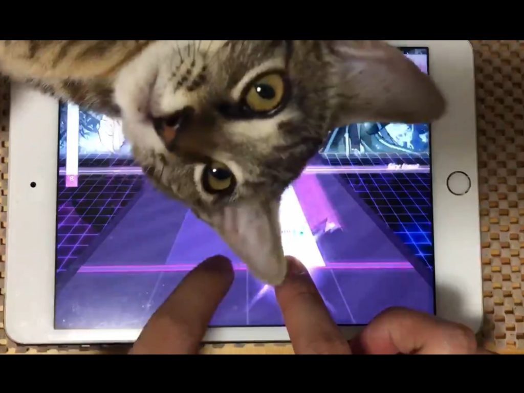 推主在今年8月正式成為Mashiro的鏟屎官，第一次養貓的她不管主子做什麼都覺得超可愛！ (圖/Twitter@Syaru04231) 