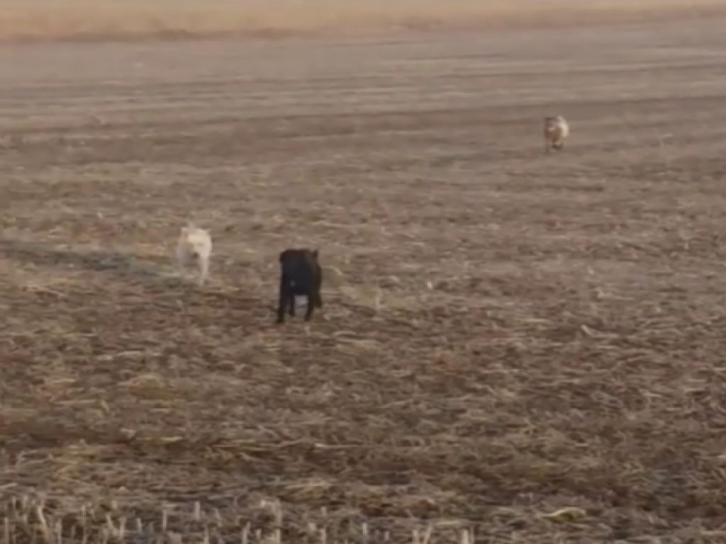 歐告阿波竟然夥同鄰居的狗狗與山羊一起翹家！（圖／The Dodo）