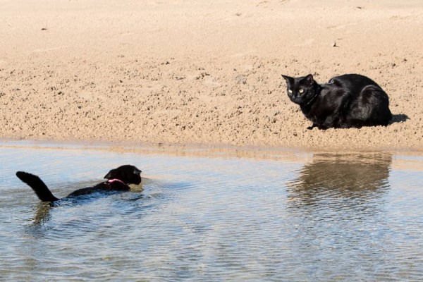 黑貓姊妹花大膽不怕水　最愛海邊游泳超另類！