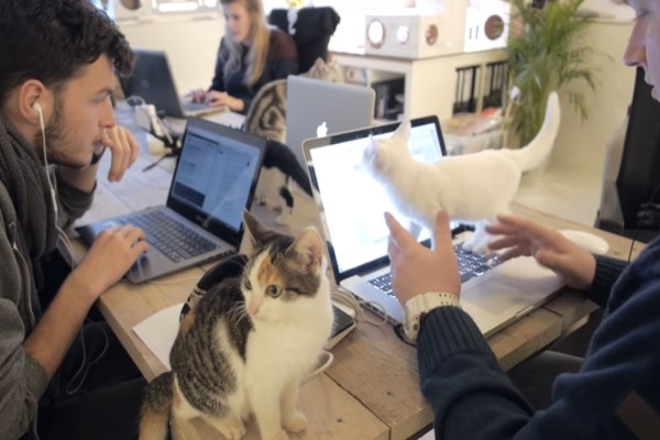 荷蘭員工每天被貓同事採鍵盤干擾工作　竟還能提升工作效率！