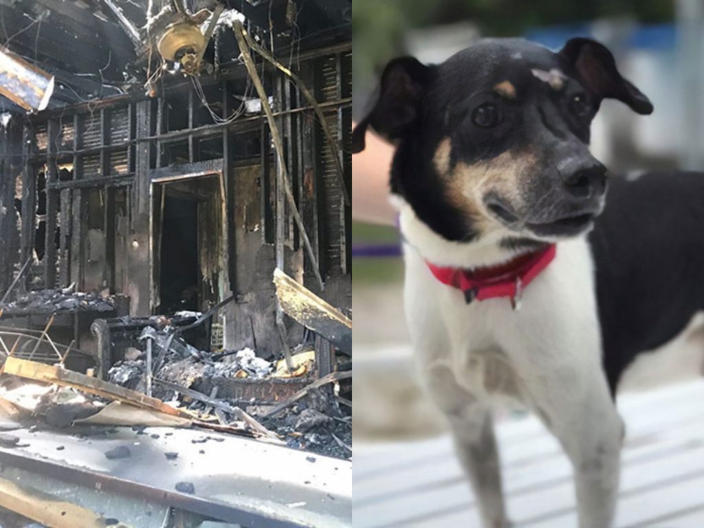 即使在整間屋子都被火舌吞沒的情況下，齊皮仍然相當忠心，決心要將所有人救出。 (圖/boredpanda) 