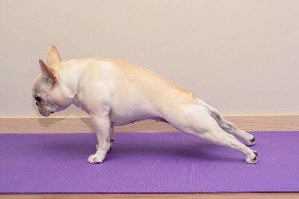 法鬥犬示範高難度瑜珈姿勢超標準　網：教科書沒牠專業！
