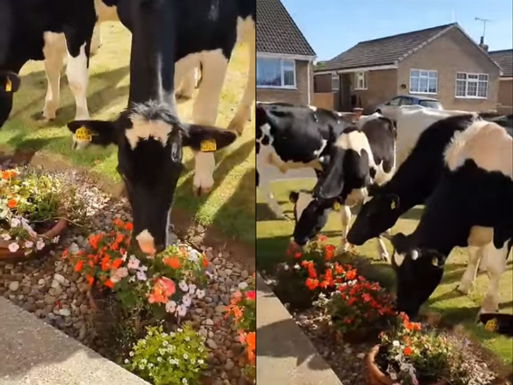 艾莉森說：「我住在這裡17年了，從沒發生過這種事……」 (圖/Youtube@Storyful Rights Management) 