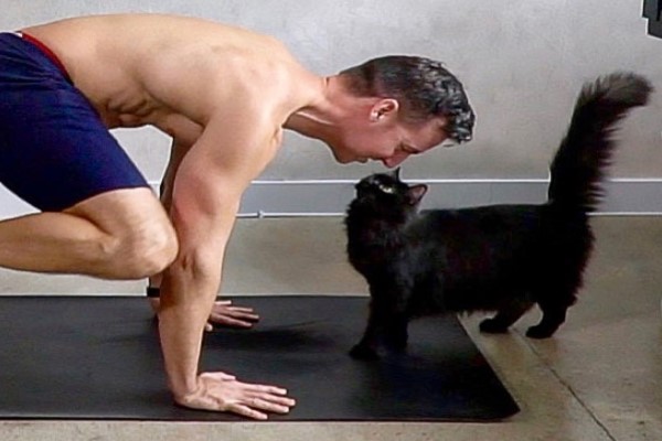 做瑜珈嗎？讓貓咪陪你一起練習　保證難度與娛樂性升級！
