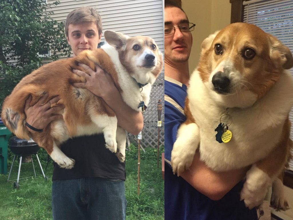 諾亞身體大歸大，還是一隻喜愛撒嬌的狗勾，最喜歡被抱抱惹～ (圖/IG@noahthechubbycorgi) 