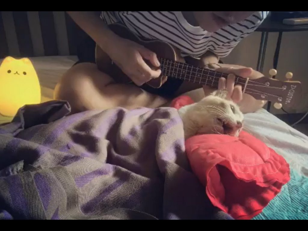 即使Mongy因病魔纏身而衰弱將死，主人也希望能給牠最後一個幸福快樂的回憶。 (圖/Facebook@Dr Meowfulness) 