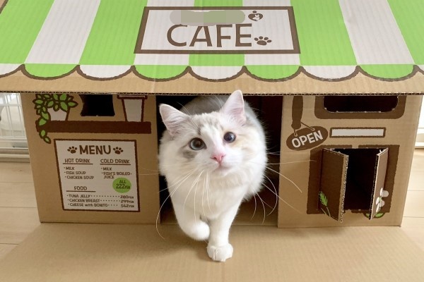 貓盆紙箱竟變身咖啡廳引起奴才搶購　貓咪老闆：人客快來！