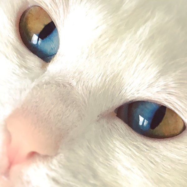 貓咪擁有罕見單眼異色瞳彷彿呈現兩個世界　簡直美翻了！