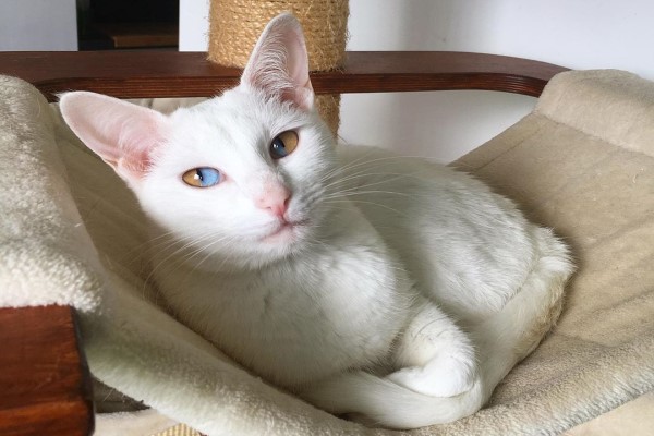 貓咪擁有罕見單眼異色瞳彷彿呈現兩個世界　簡直美翻了！