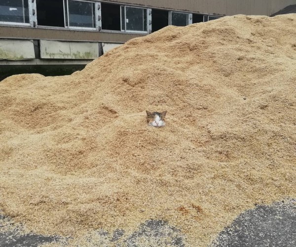 牧場裡驚見穀物堆埋「謎樣貓頭」　網笑：做沙浴的概念？