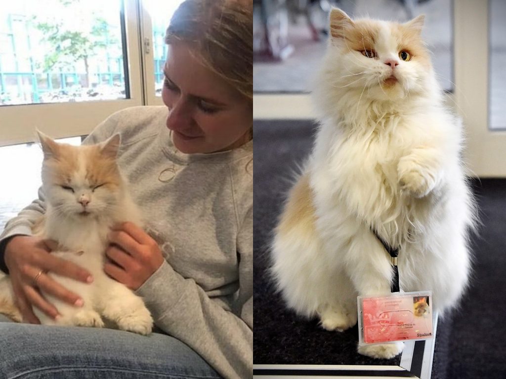 Doerak也得到了一張入學證明！雖然拿的是學生證，但是大家都認為牠的貢獻非常大，因此尊稱牠為「Doerak教授」，也在姓名欄上特別這麼註明。(圖/IG@universitycat) 