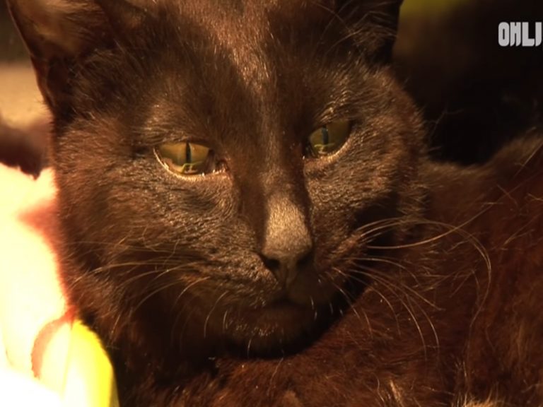 黑貓看見孤兒奶貓時，眼眶竟然充滿淚水！（圖／YT@SBS TV동물농장x애니멀봐）
