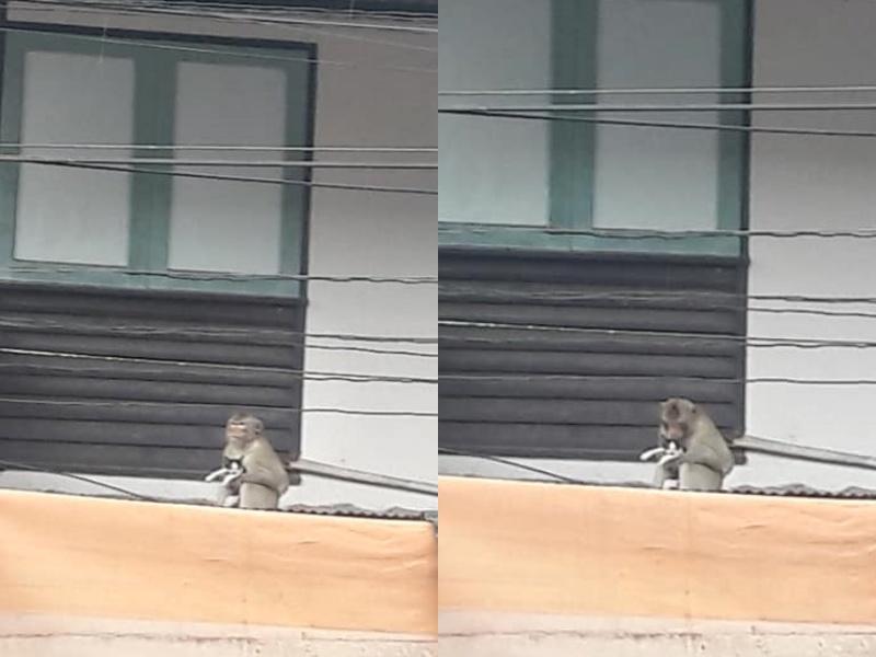屋頂驚見「另類綁架案」　猴子抱走小貓路人急喊：放開牠！