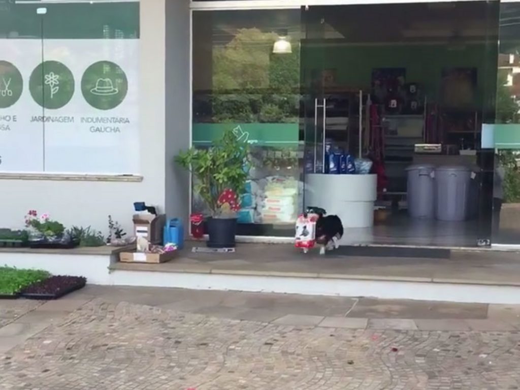 不用教偶握手啦～那種小把戲偶看不上眼～偶自己來買吃的比較快！(圖/Facebook@AgroPetParai) 