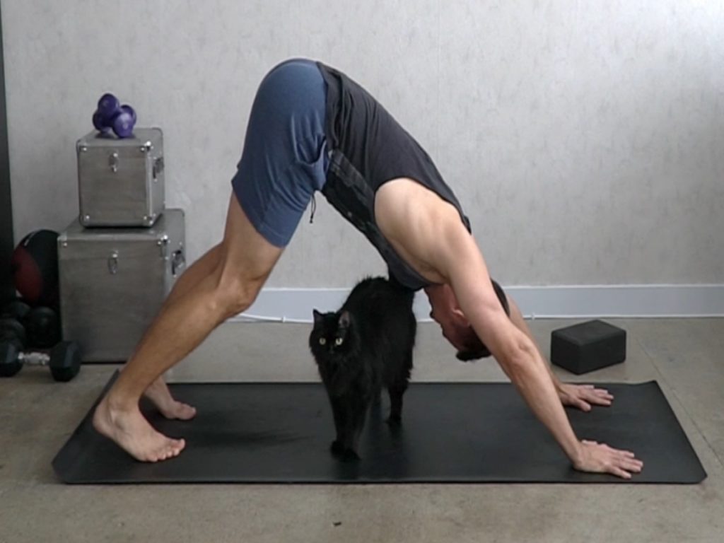 跟貓咪一起做瑜珈，不但不會無聊，反而還能把難度升級！（圖／IG@muscleandmat）
