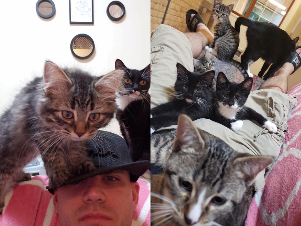 試用了一下之後覺得很滿意，小虎斑號召其他5隻小貓一起來共享，一點也不藏私！(圖/Facebook@safehavengb) 