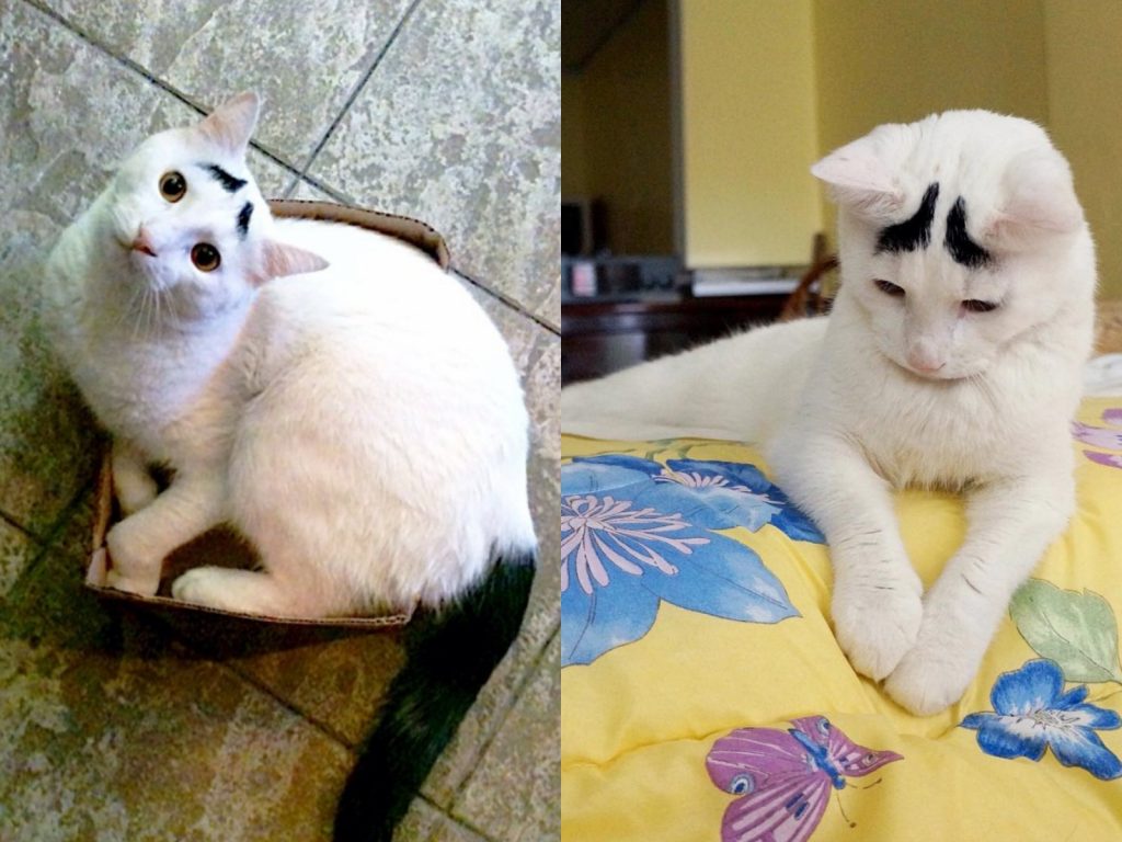 唉、貓生好難哦。(圖/IG@samhaseyebrows) 