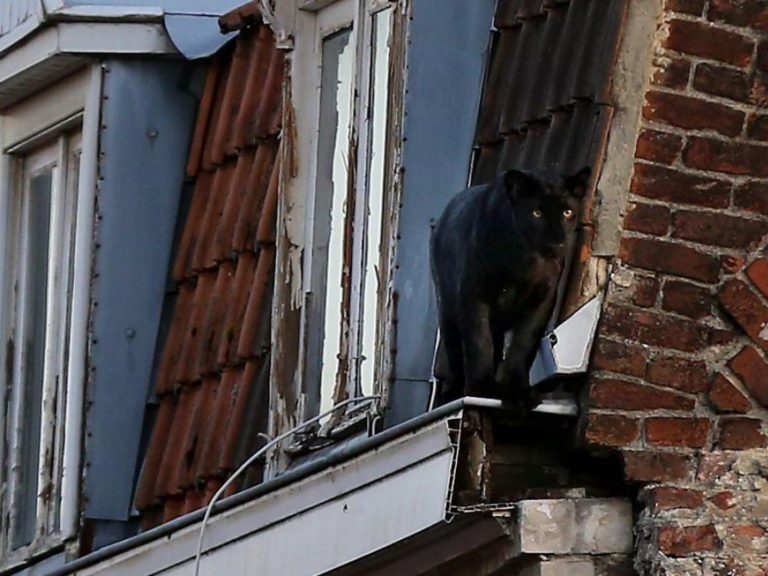 民眾發現一隻黑貓在2樓屋頂閒晃，可是這隻貓好像有點大？(圖/Twitter@antonbundle) 