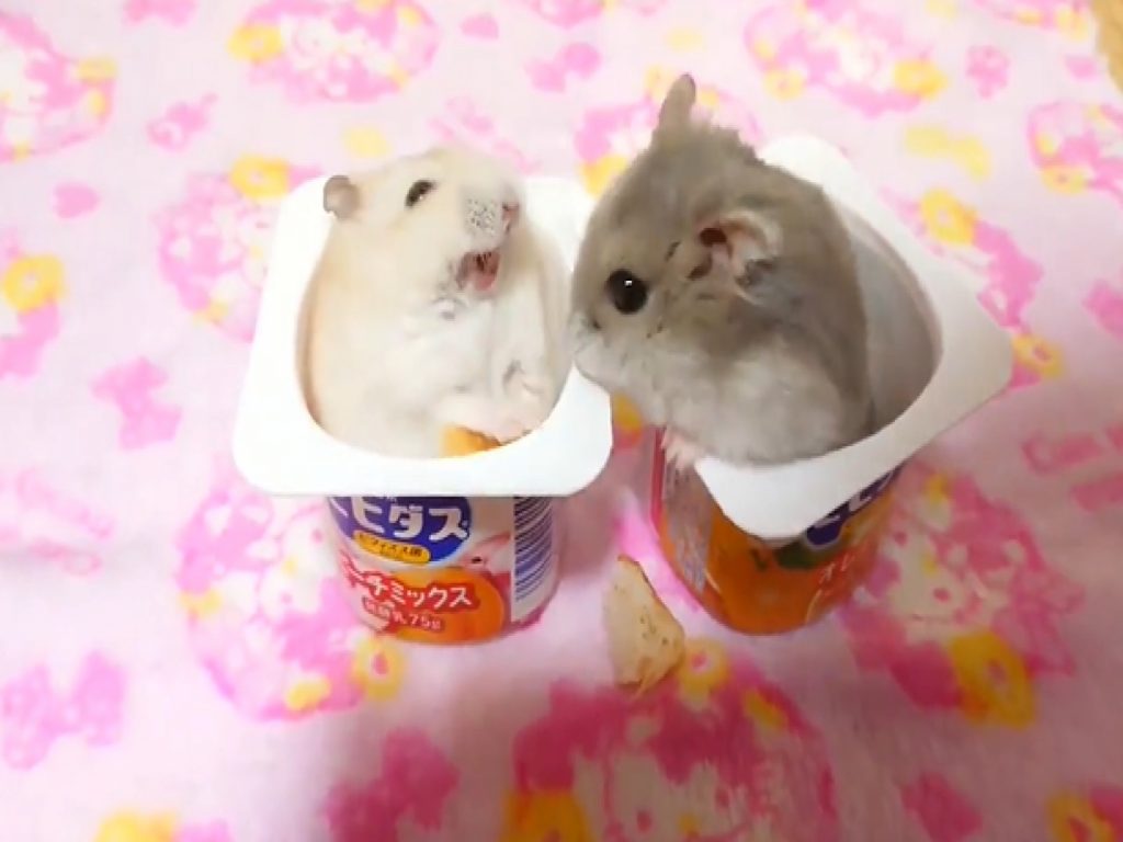 倉鼠之間的戰鬥，竟然是因為一塊麵包！（圖／twitter@hamham6117）