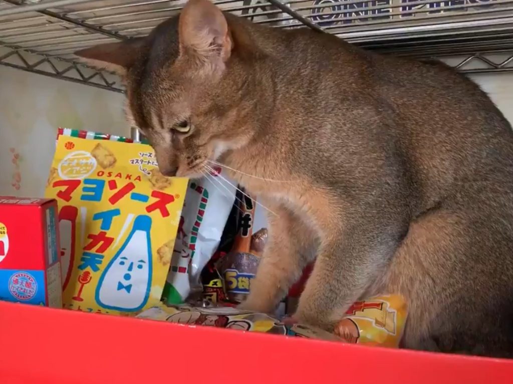 看偶的低速肉球指壓術，小心、仔細地一點一點壓碎…… (圖/Twitter@myuusj) 