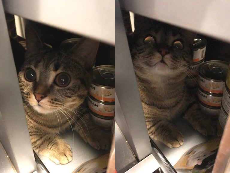 平時的Chura是隻萌貓，瞪著可愛大眼相當討人喜愛，沒想到身為吃貨的牠竟視罐罐如命。(圖/Twitter@chula193) 