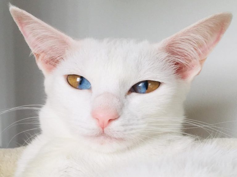 白貓Olive擁有罕見的單眼異色瞳（圖／IG@oddity_olive）