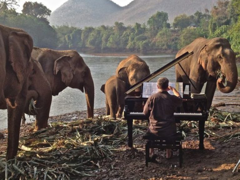 英國鋼琴家保羅定居泰國20多年，每天為受傷大象演奏美妙音樂（圖／MNN.com）