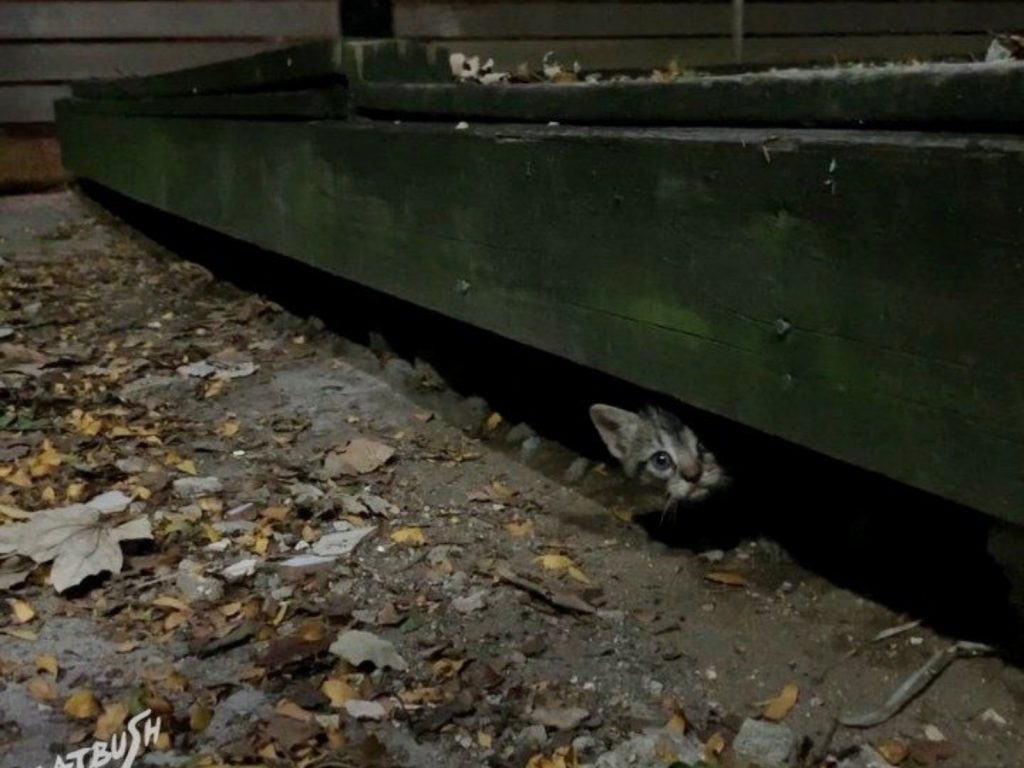 因為小虎斑勇敢踏出了一步，讓牠許多兄弟姊妹能盡早免於失明的危險。 (圖/Flatbush Cats) 