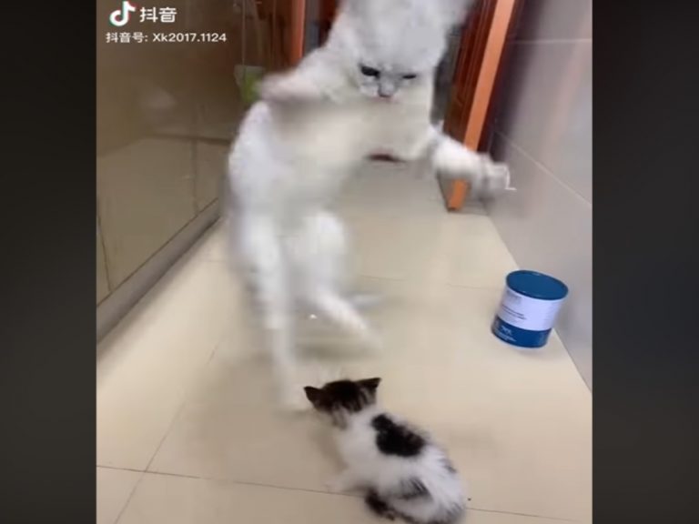 貓咪一看見小貓竟忍不住跳起恰恰！（圖／FB@Nguyễn Vũ Thiên Hương）