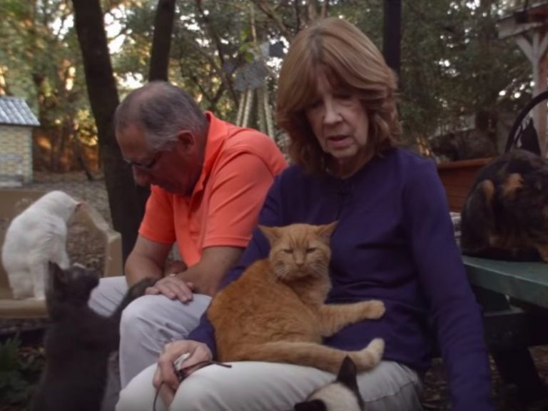 退休夫妻布魯斯與泰莉將農場打造成貓咪安養院（圖／翻攝自YT＠The Atlantic）