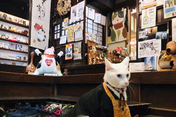 京都貓寺主題餐廳享造型餐點　還有貓住持陪坐指點迷津！