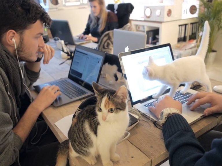 荷蘭員工每天被貓同事踩鍵盤干擾工作　竟還能提升工作效率！
